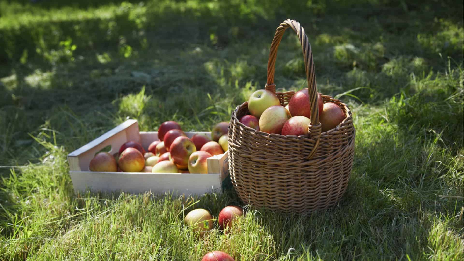 appels bevatten veel voedingsvezels welke goed zijn voor een strakke buik